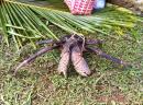 Coconut Crab: Lots of people keep these large coconut crabs as pets in Nuie